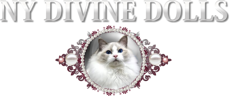 laceypdf | NY Divine Ragdolls