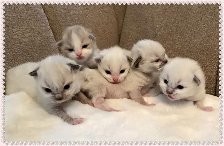 Ragdoll Kittens for sale NY Divine Ragdolls