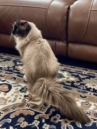 Jupiter