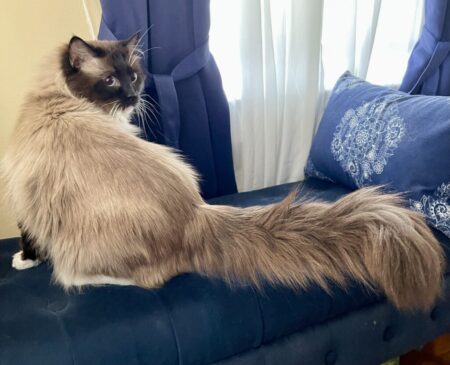 Jupiter