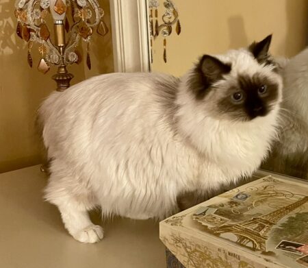 Minerva