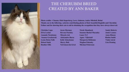 CHERUBIM Ragdoll Breed Seminar
