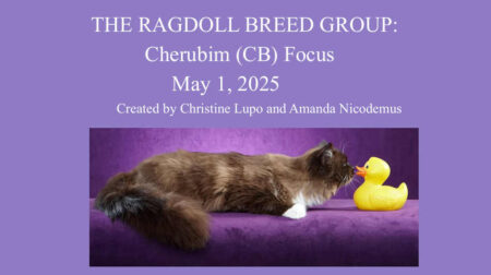 cherubimbreedgroup