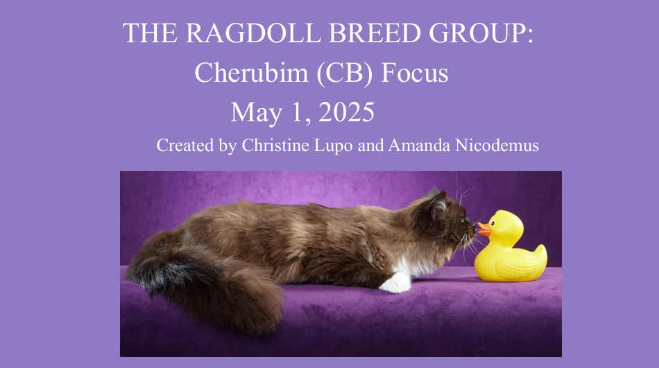 cherubimbreedgroup