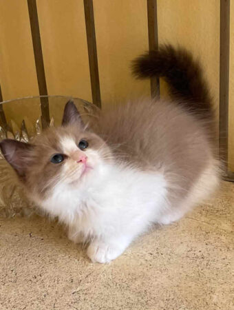 Rhaenyra