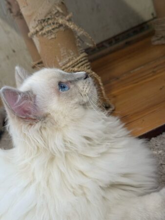 Ranchinragz Odysseus