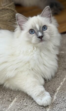 Odysseus
