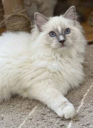 Odysseus