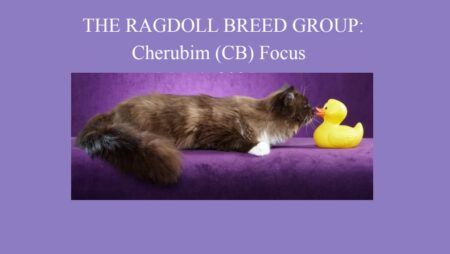 Cherubim Ragdolls