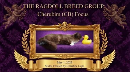 Cherubim Ragdolls