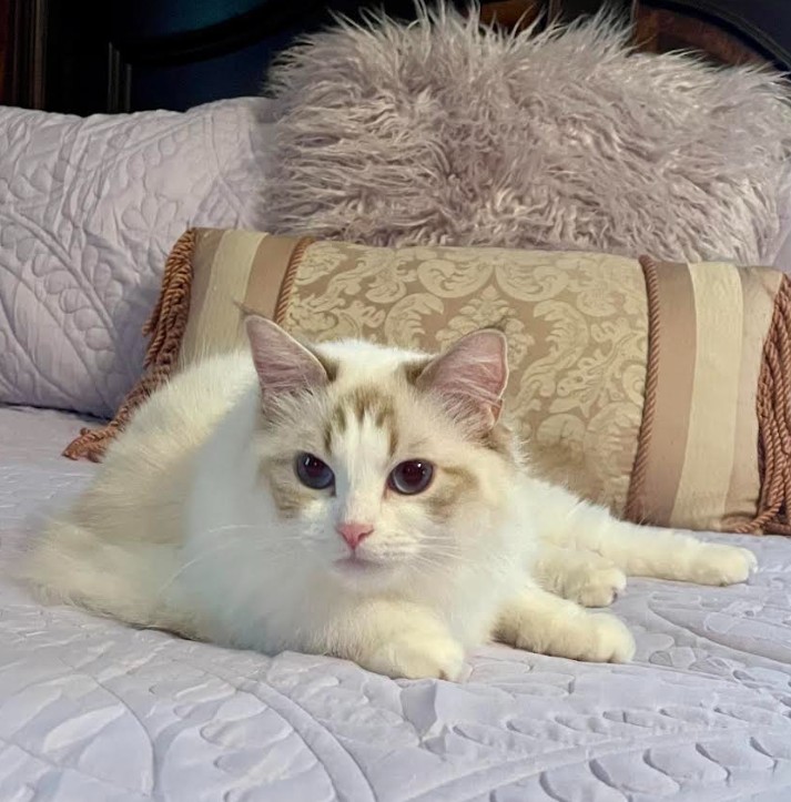 Carmella1c | NY Divine Ragdolls