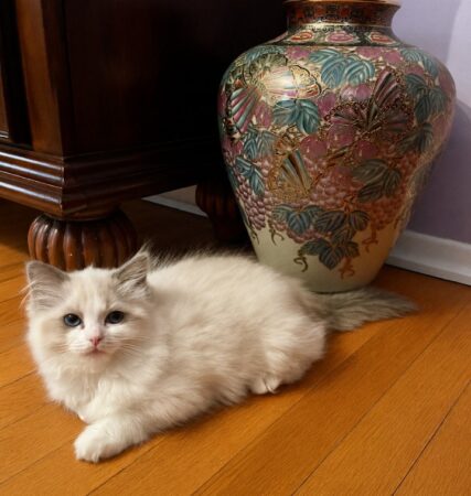kittens