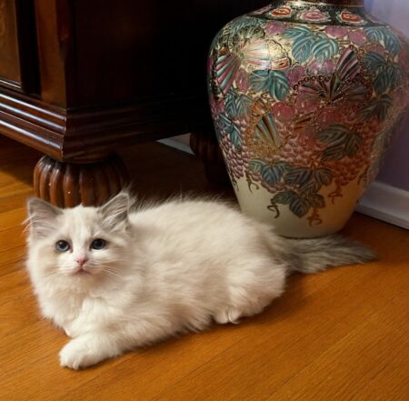 kittens