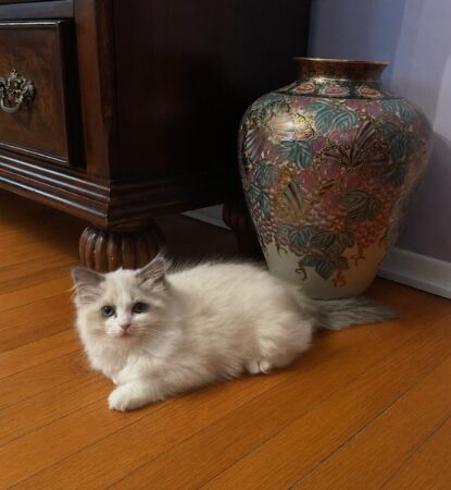 kittens
