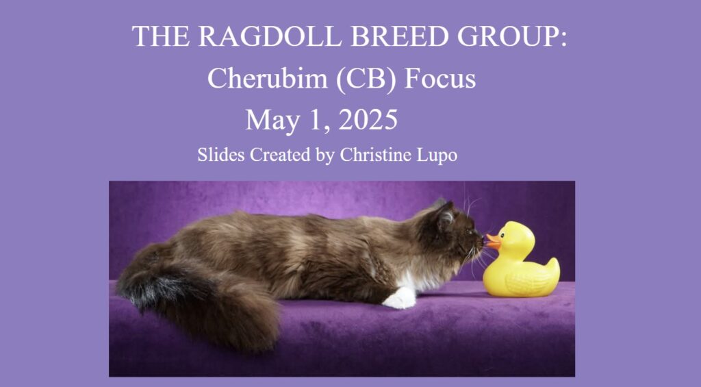 Cherubim Focus